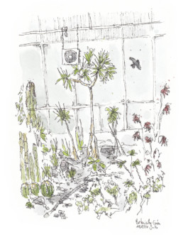 Zeichnung des Botanischen Gartens in Krefeld. Mit Fineliner und Aquarell. Drinnen im Gewächshaus Kakteen und Palmen. An den Scheiben ein dunkler Vogelumriss und ein kleiner Ventilator.
