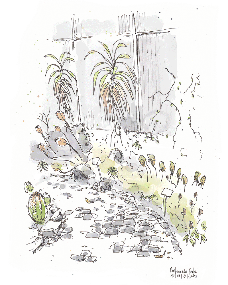 Animierte Zeichnung der Pflanzen im Gewächshaus des Botanischen Gartens. Ein Mann guckt von draußen rein. Als er weg ist, blüht alles auf und Schmetterlinge kommen heraus. 