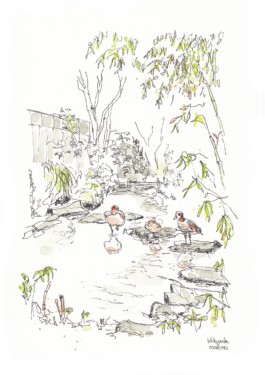 Zeichnung von 3 Nilgänsen auf Steinen in einem Teich. Dahinter grüne Bäume, Sträucher und ein graues Haus. Gezeichnet mit Aquarell und Fineliner.