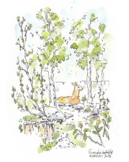 Zeichnung von einem Guanako im Zoo Krefeld. Das Tier liegt zwischen Steinen und Baumen auf dem Boden.